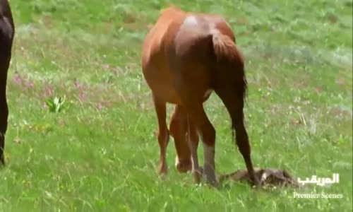 Cheval tué un poulin حصان يقتل مهر غريمه 