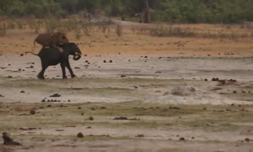 ‫إسدان يفترسان فيلا صغيرا elephanteau vs lions‬‎ 