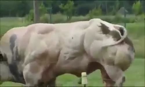 ‫تهجين الأبقار والفحول race bovine‬‎ 