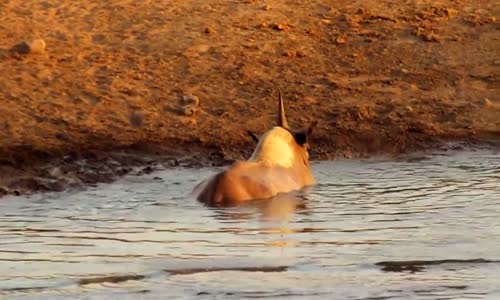 MOST amazing wild animal _ rhinoceros and lion 