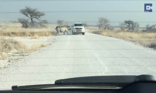  Rhinoceros attaque une voiture en namibie 