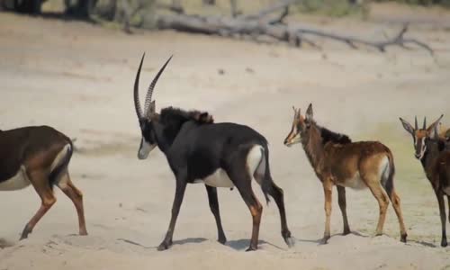 ‫منتزه _شوبي_بوتسوانا Chobe botswana‬‎ 