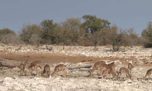 Etocha أجمل منتزهات أفريقيا للحيوانات ناميبيا 