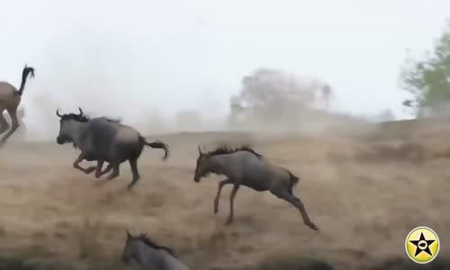 Most Amazing Wild Animal Attacks #9 - Craziest Animal Fights -  Rhino,Buffalo,Hyena,Cheetah