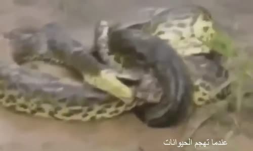 Most Amazing Wild Animal Attacks - Anaconda vs Crocodile -Python vs crocodile - Snake 