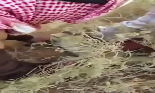 ‫شباب سعوديين يصطادون ( قط بري ) في السعوديه‬‎ 