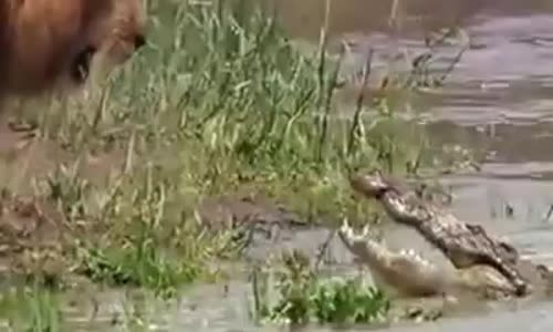 ‫مواجهة رائعة بين أسد و تمساح‬‎ 