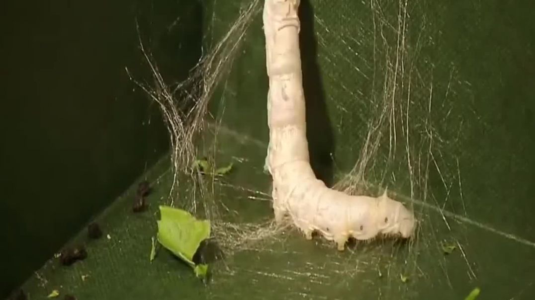 ⁣Collecting silk from silkworms