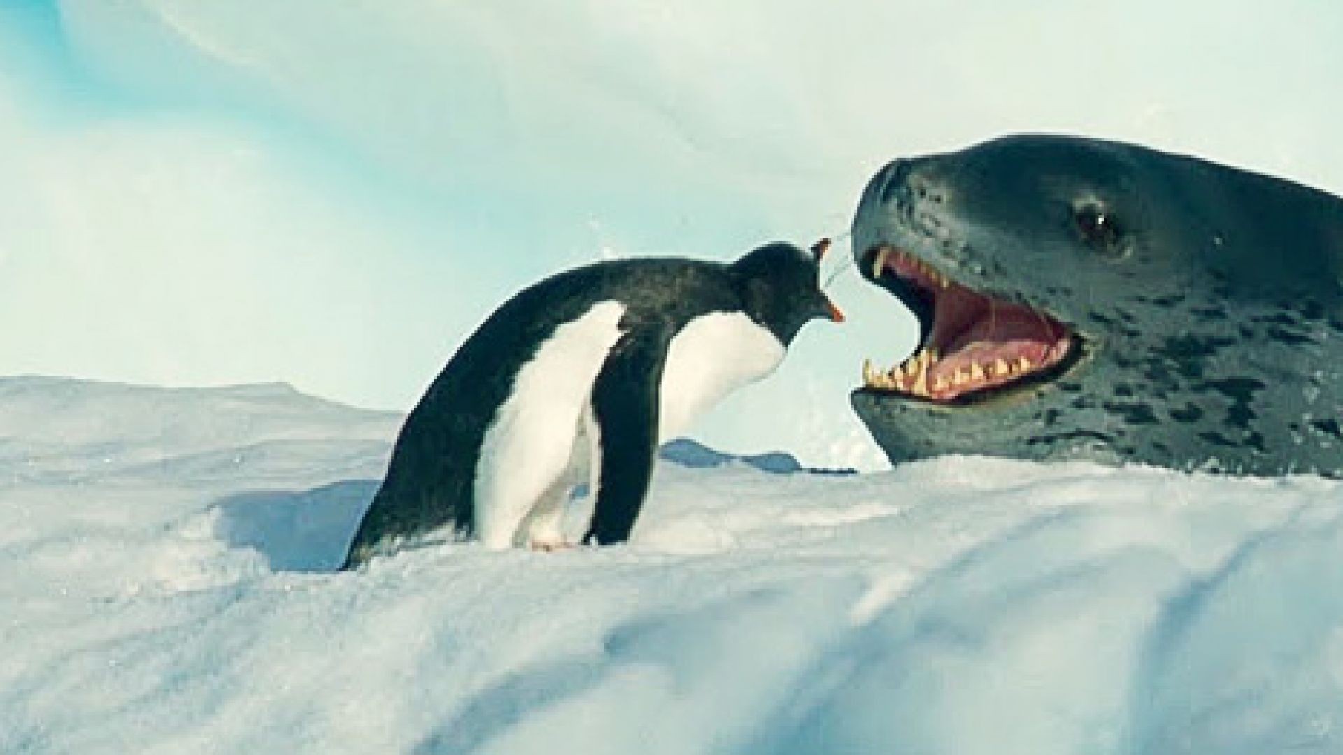 Tiny Penguin Makes a Deadly Dash From Giant Leopard Seal _ Seven Worlds, One Planet _ BBC Earth